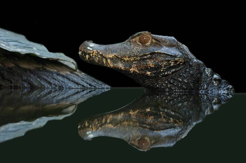 Caïman #2 фото превью