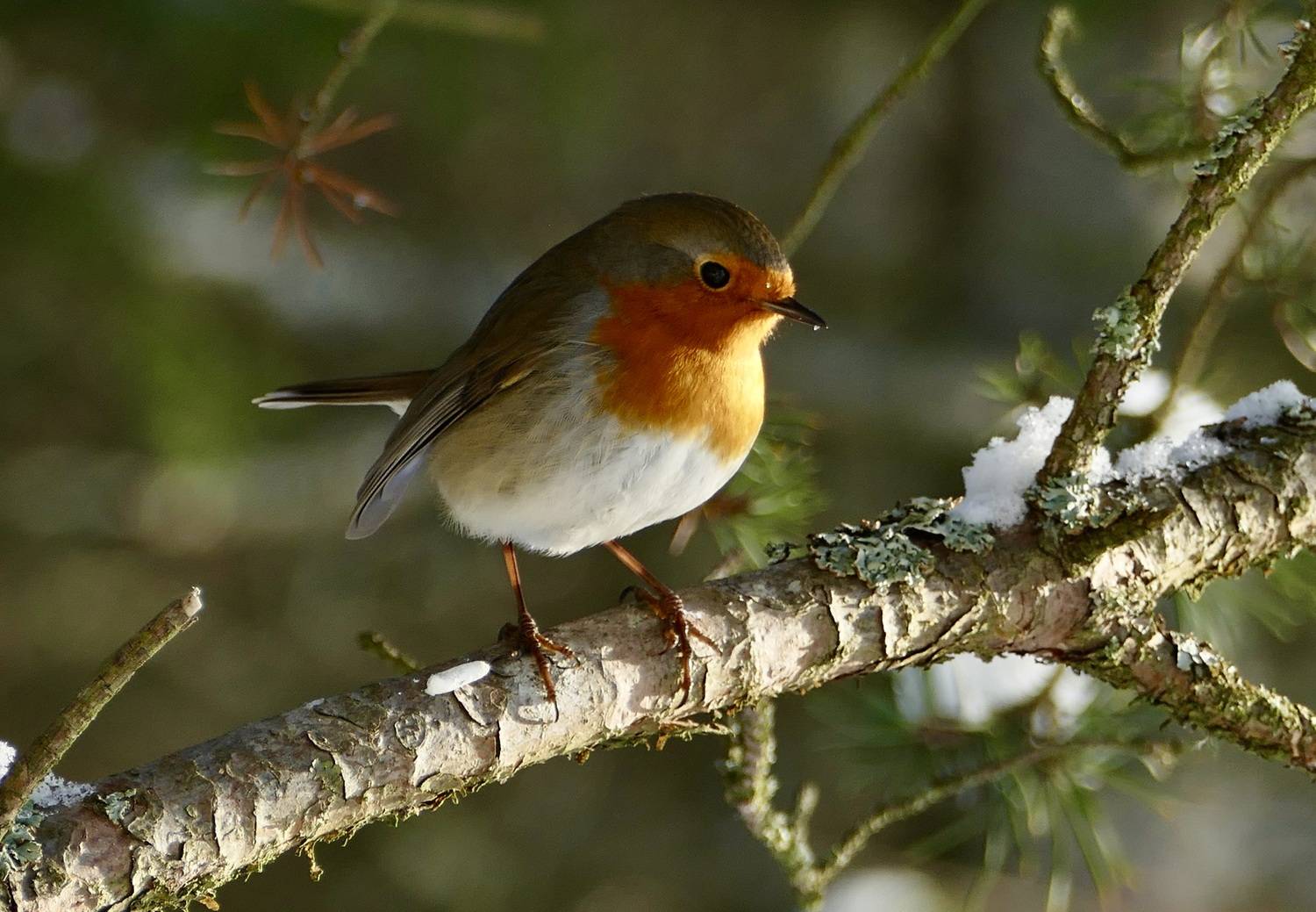 Малиновка, Зарянка, Птицы, Animals, Robin, Povarova Ree Svetlana