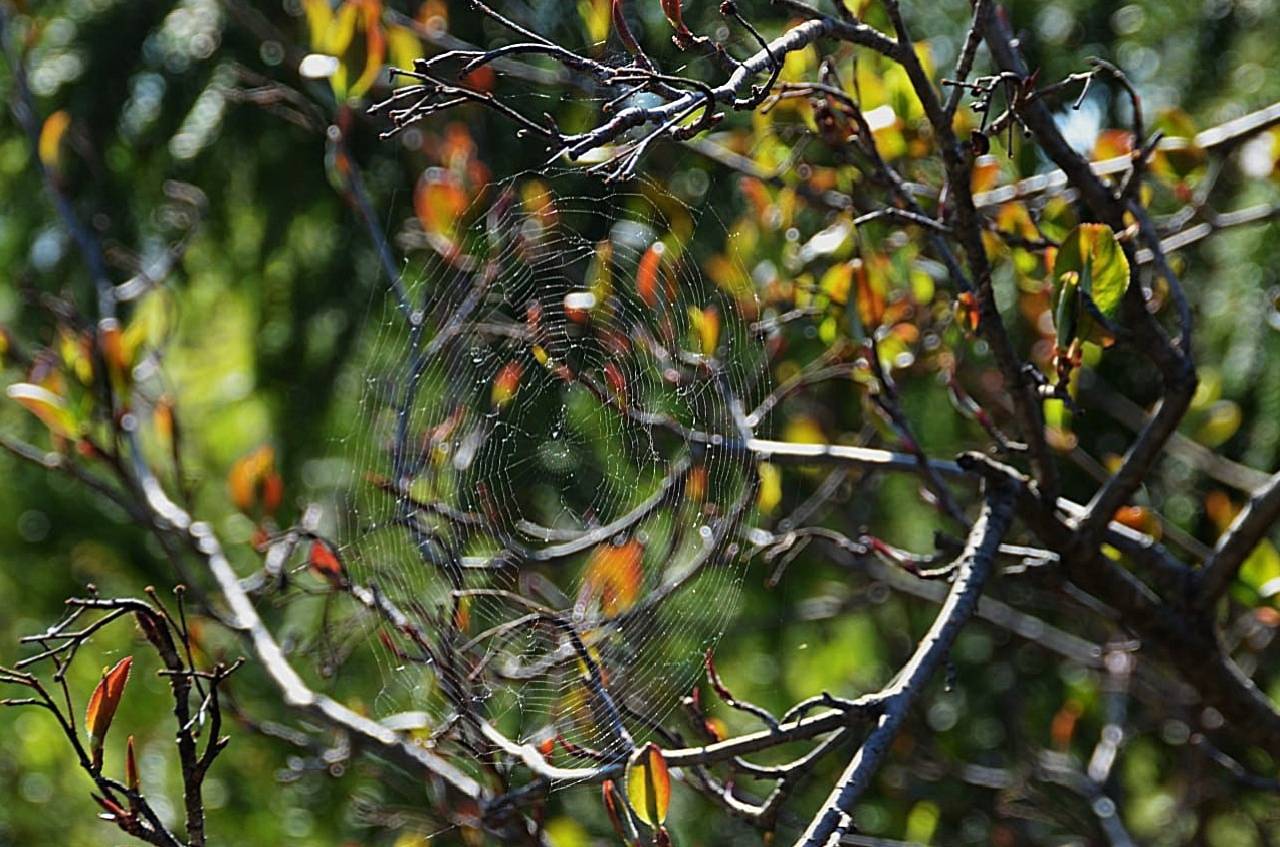 , Настя Махова