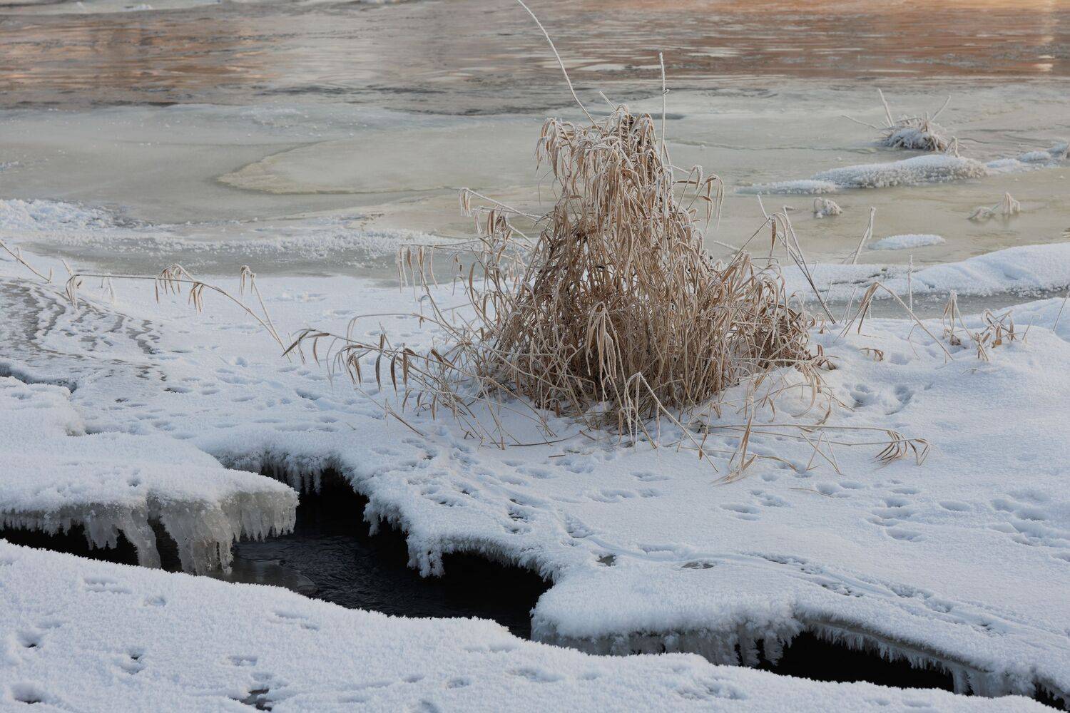ziema, ledus, aukstums, Cielava Dace