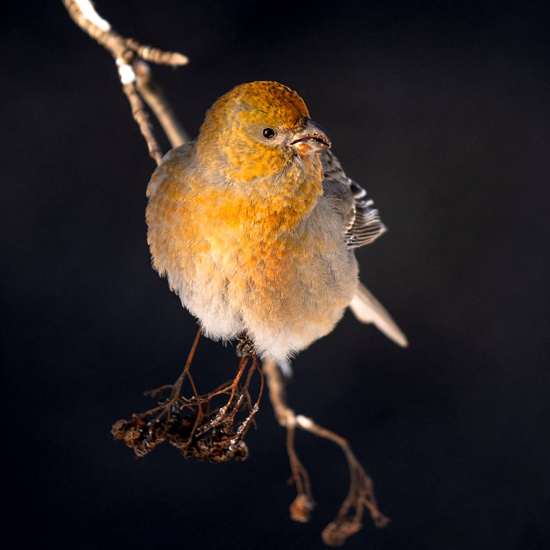 Птицы, Щур, Мурманск, Кольский, Щуры, Ермохина Наталья