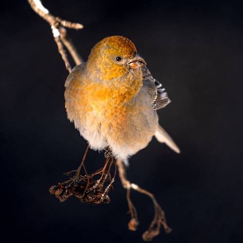 Щур.Девочка.