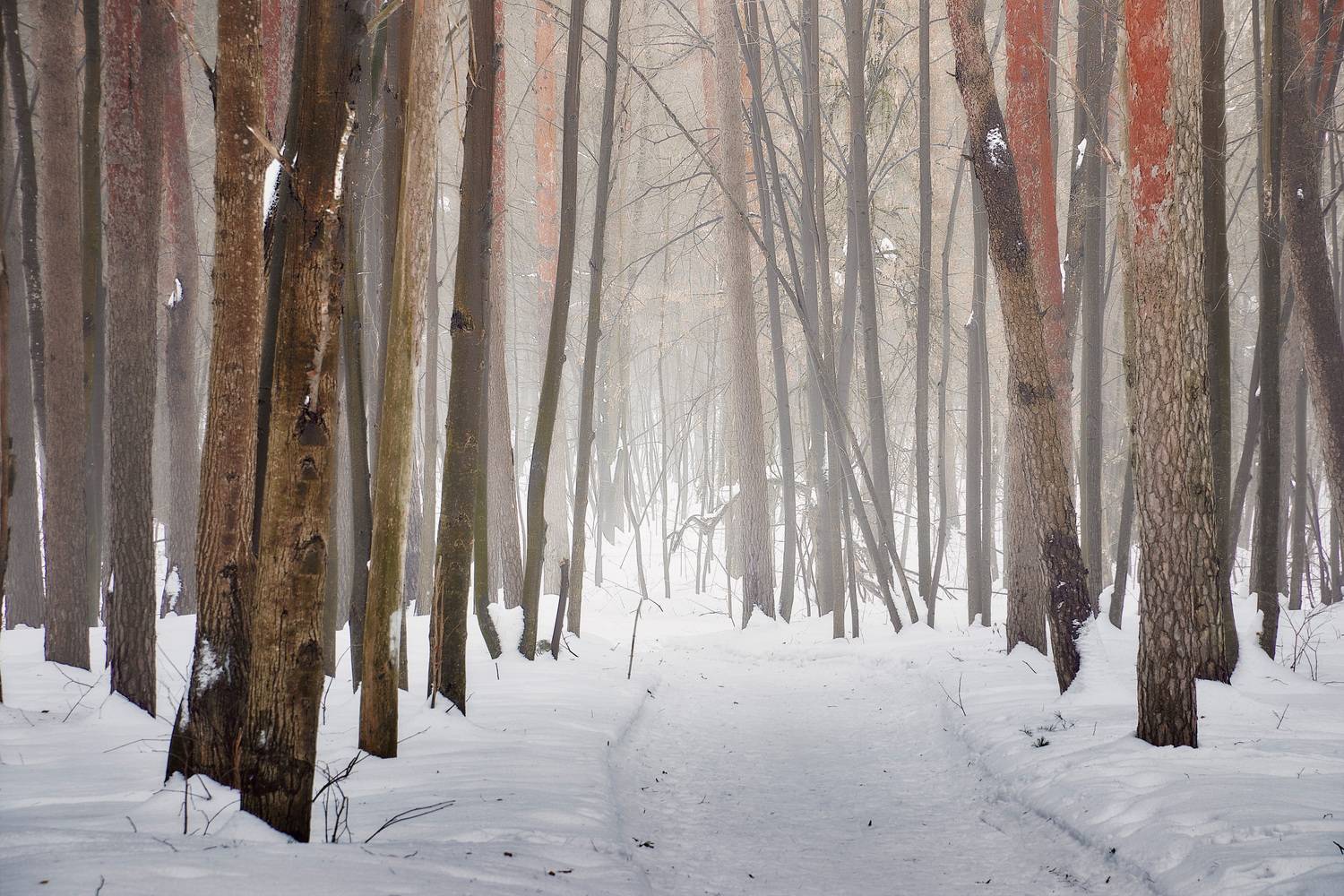 лес, зима, снег, деревья, Валерий Вождаев