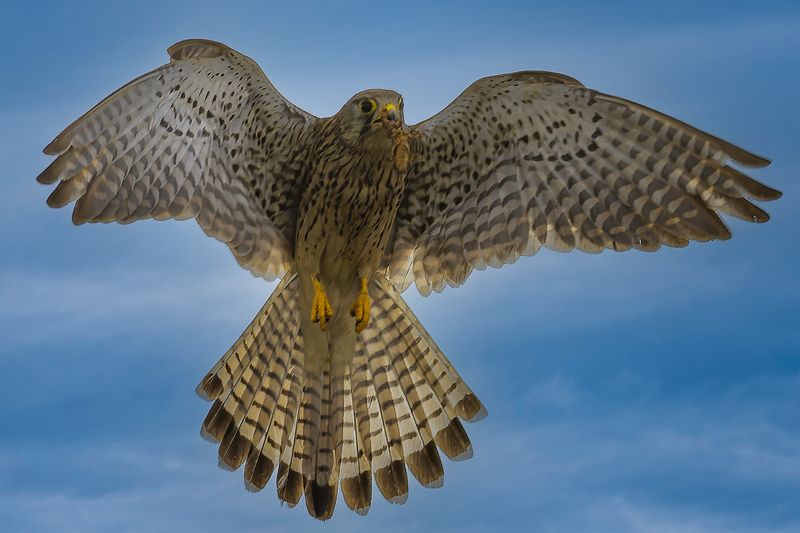 Common kestrel фото превью