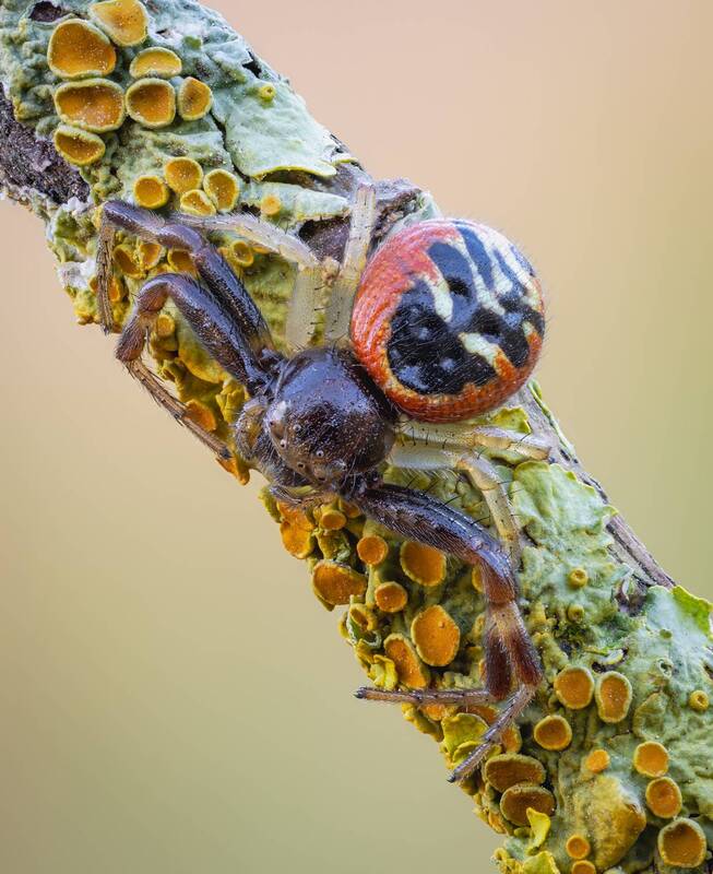 Паук-Наполеон (Synema Globosum). фото превью