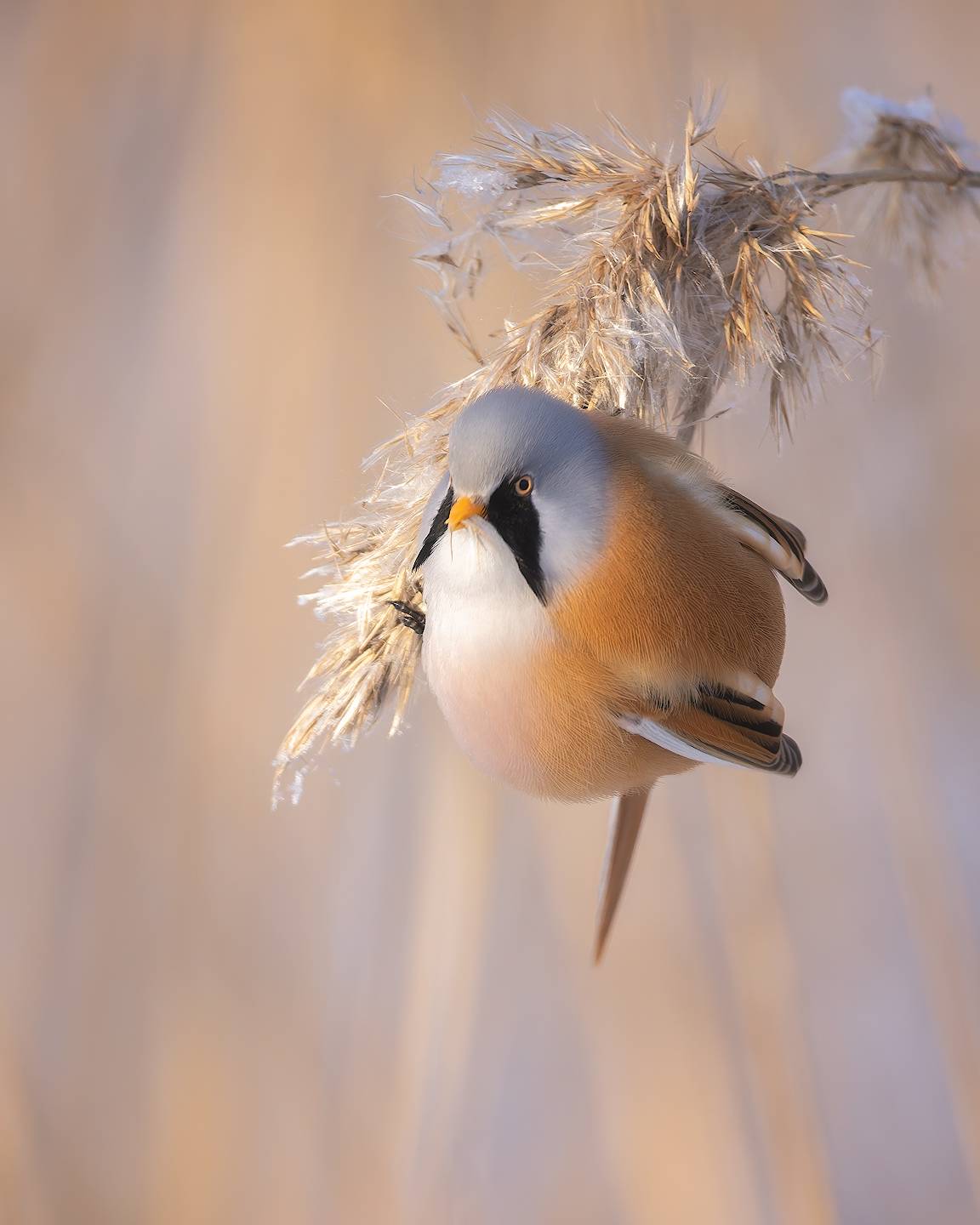 птички, фотоохота, усатая синица, Марголин Алексей