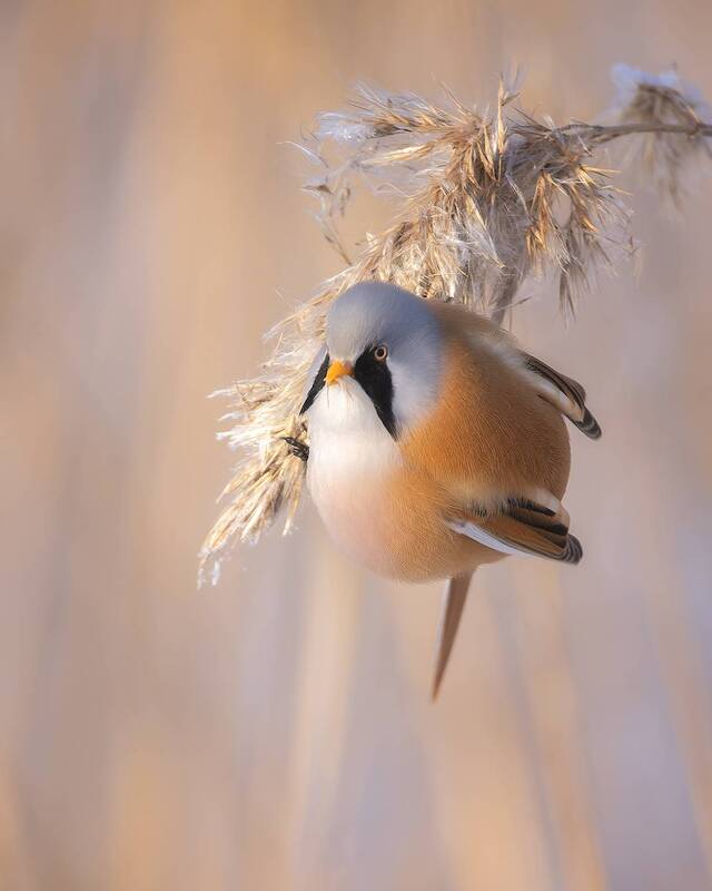 птички, фотоохота, усатая синица *** фото превью