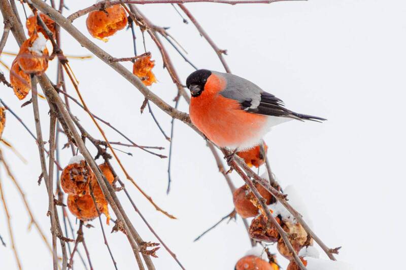 На радость пернатым, яблоки провисели всю зиму. фото превью