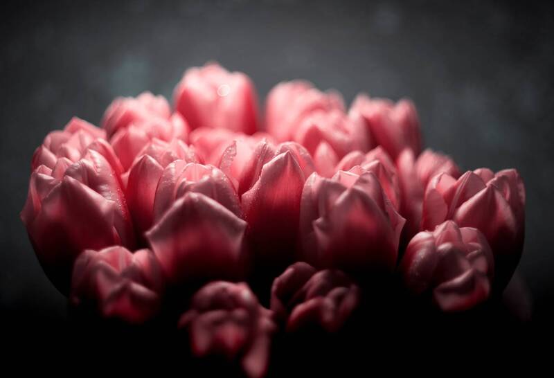 весна, цветы, тюльпаны, букет, весенние_тюльпаны, март, мартовские_тюльпаны, красота, изящное, нежность, очарование, желтое, красное, mc_helios_77m_4 Тюльпанов мартовских явленье. фото превью