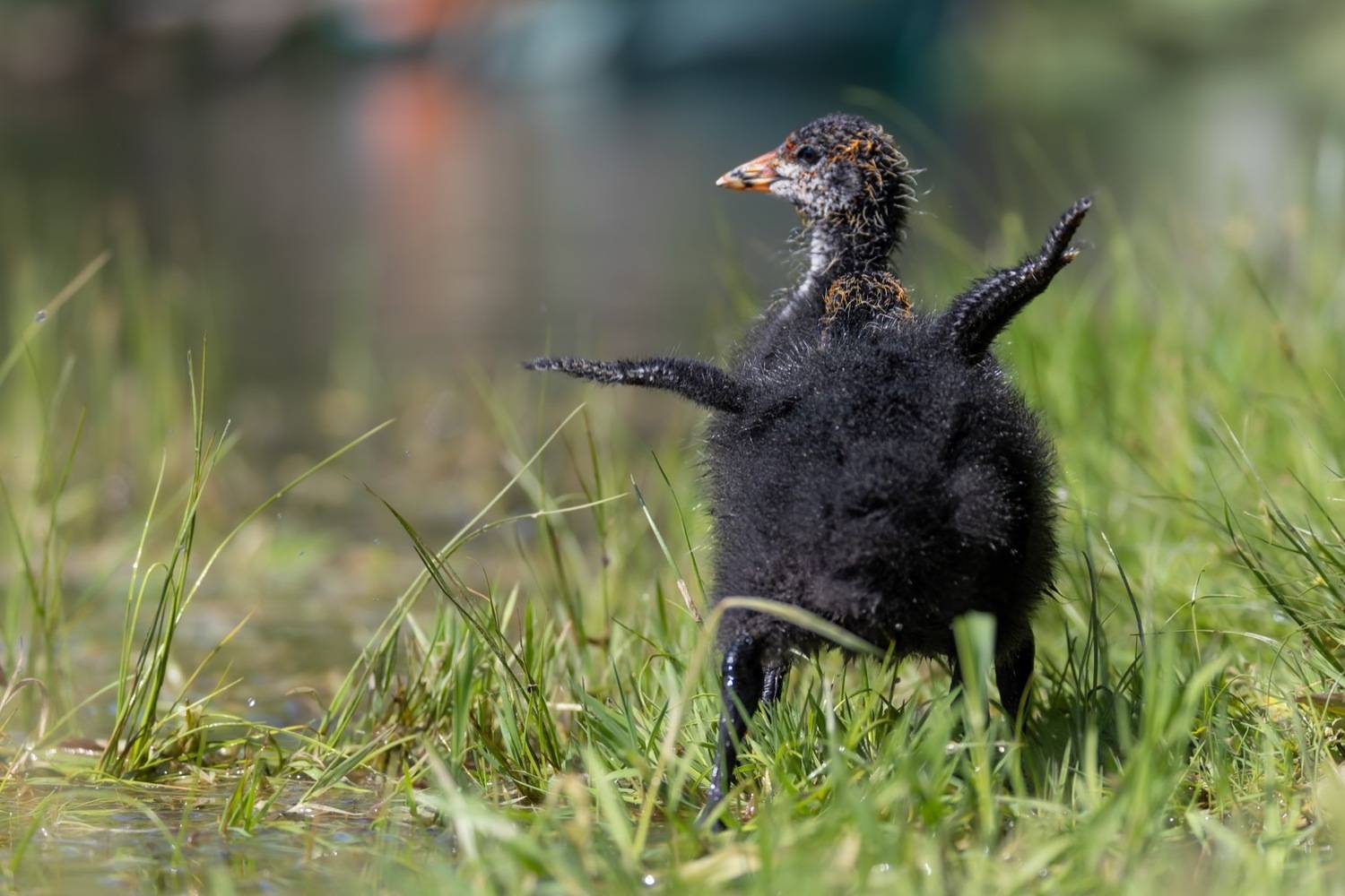 лысуха, птенец, лысенок, птицы, Ruslan Pl