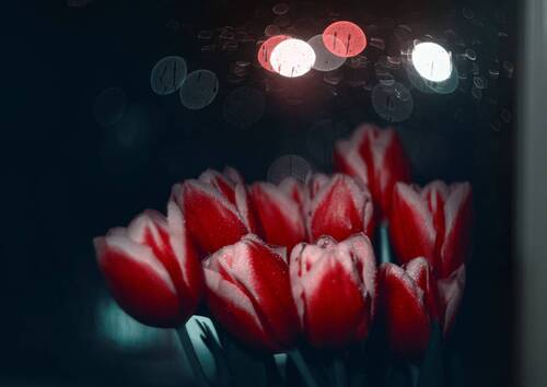 Тюльпаны у весеннего окна, дождём омытого вчерашней ночью.