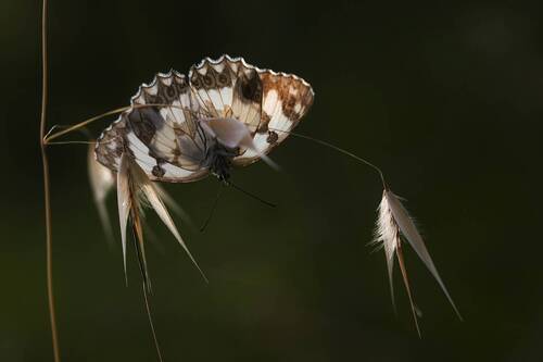 Melanargia galathea