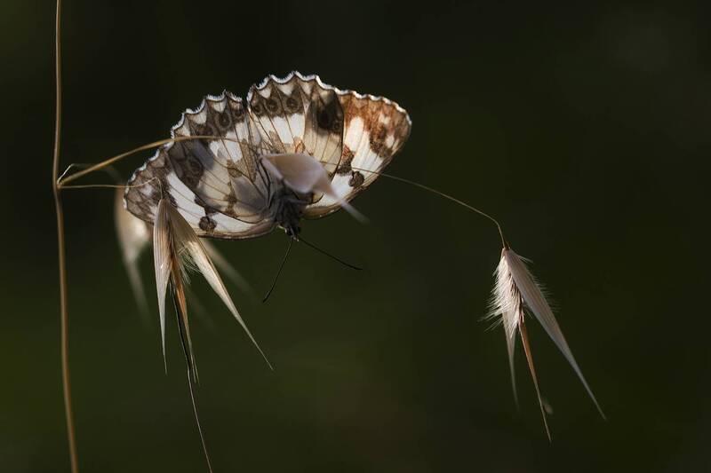 Melanargia galathea фото превью