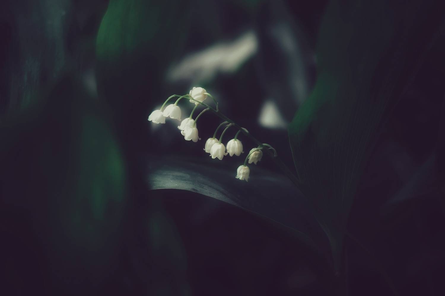 , Юлияна Стоянова