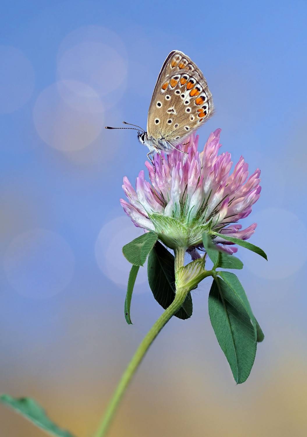 Бабочка, голубянка, Чепленко Алексей