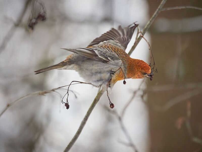 подмосковье, фотоохота, парк, птицы, щур Щур фото превью