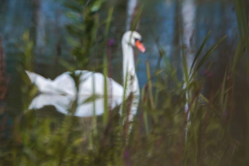 Лебедь, шипун *** фото превью