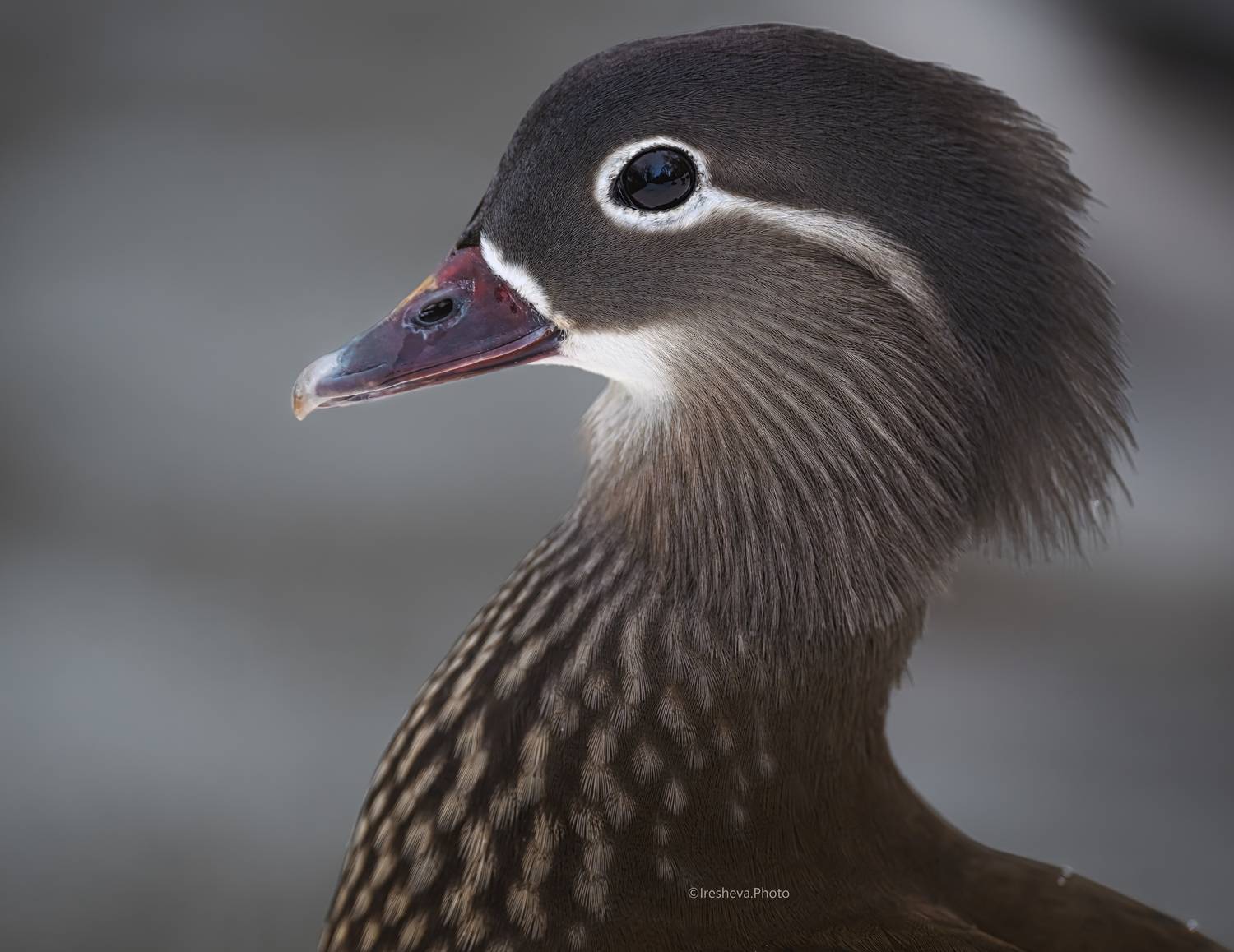 Мандаринка, утка, Ирешева Мария