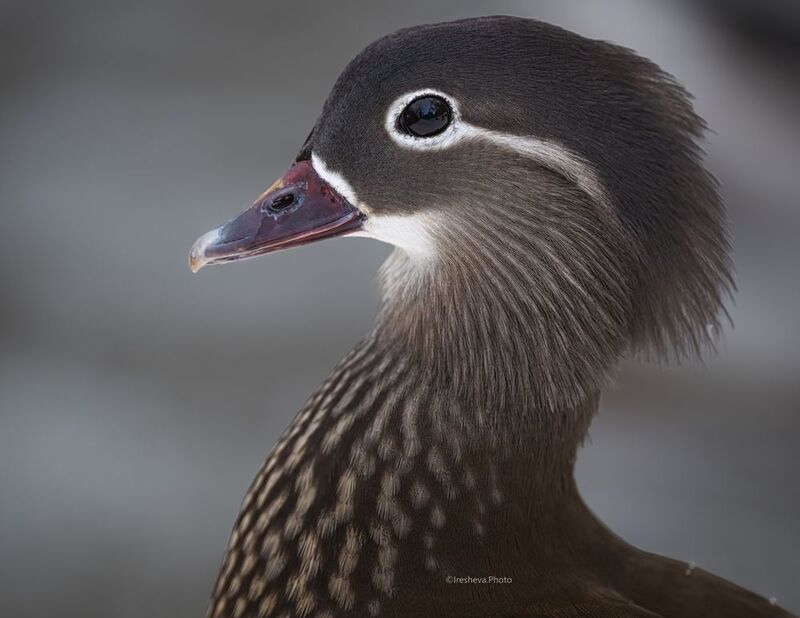 Мандаринка, утка Утка Мандаринка (самка) фото превью
