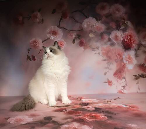 Cats, Spring Time - Котики в Красоте