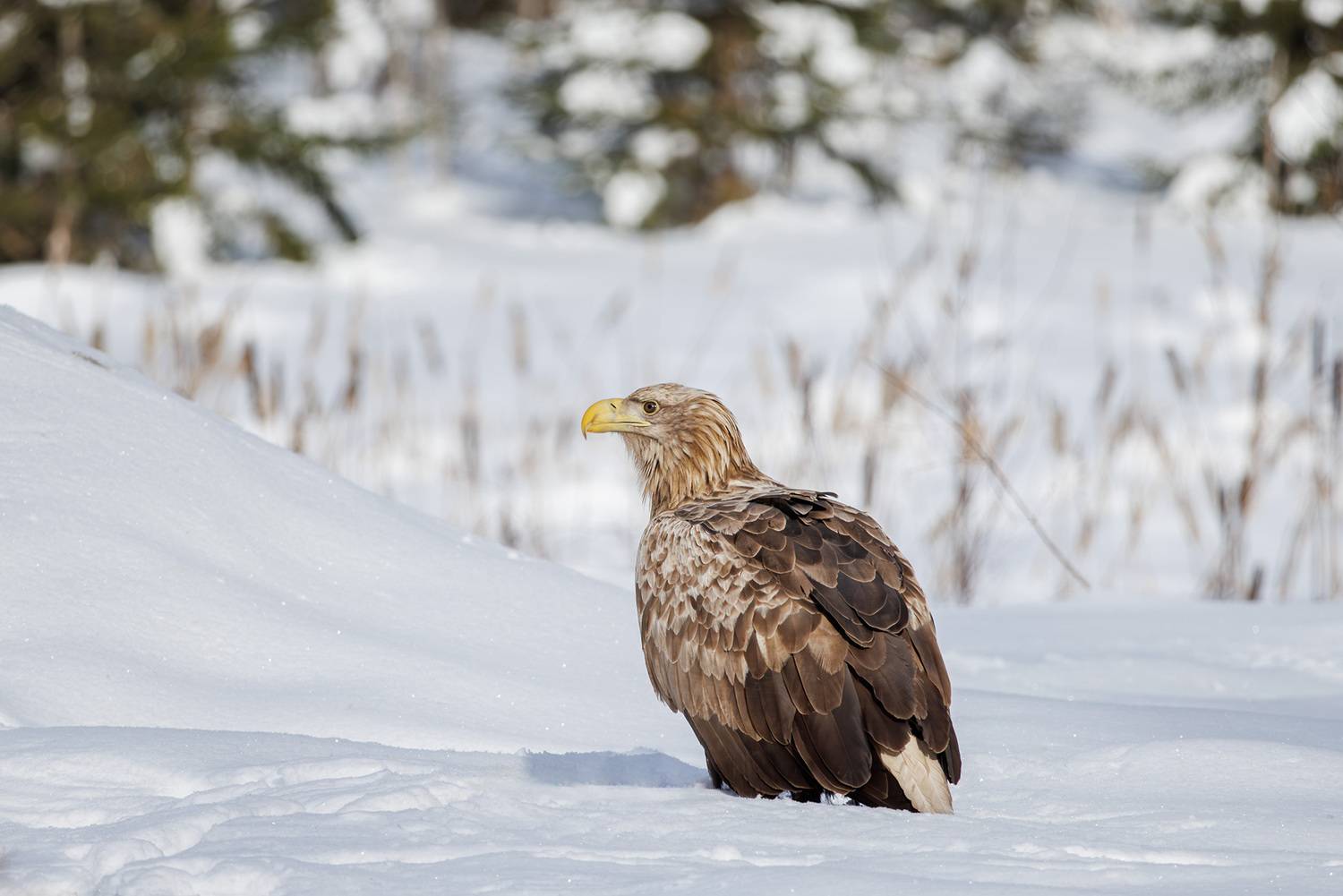 , Морозов Сергей
