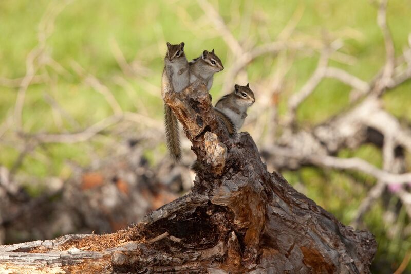 бурундук, Жом Болок, восточные саяны Семейные посиделки!) фото превью