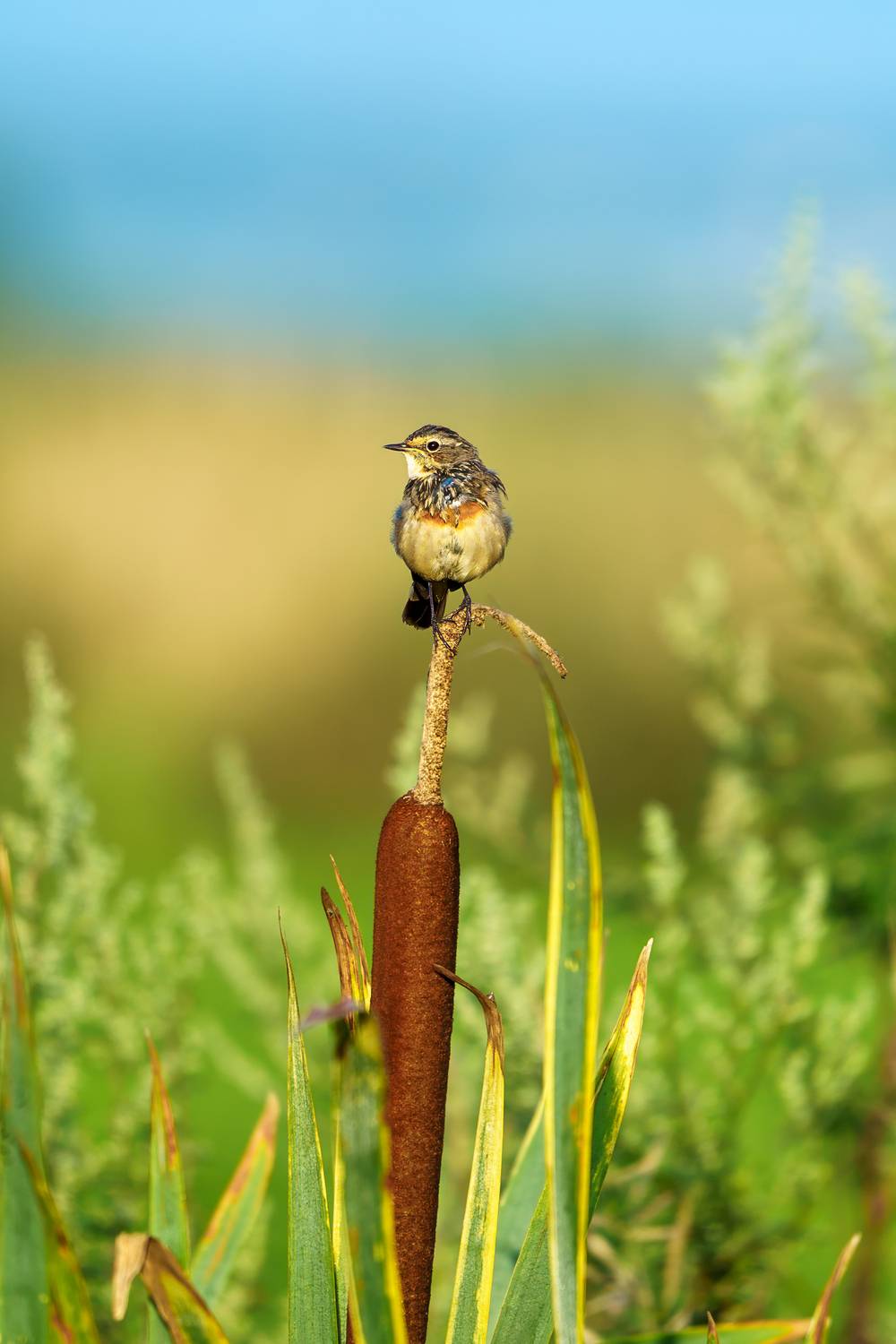 , Александр Велин