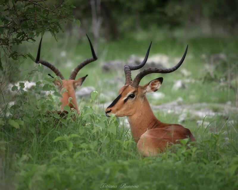 Актилопы Импала фото превью