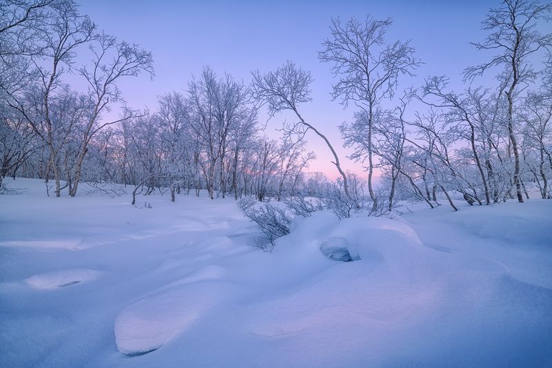 Пьяный лес долины Вудъяврйок..... фото превью