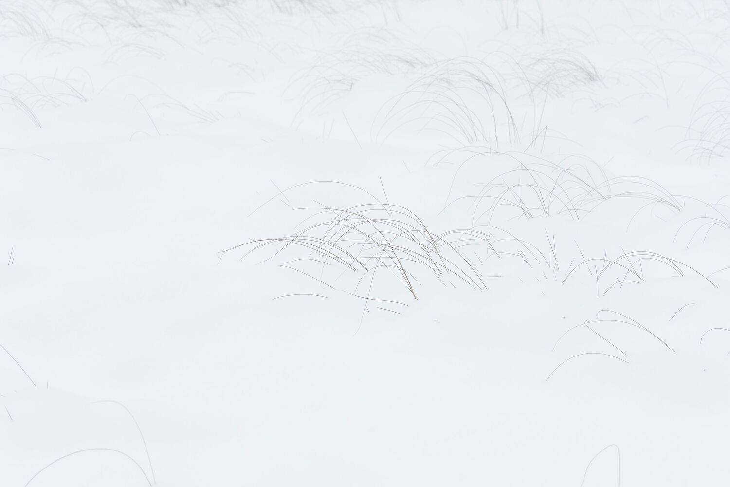 минимализм, снег, болота, ленинградскаяобласть, трава, зима, Влад Рябинин