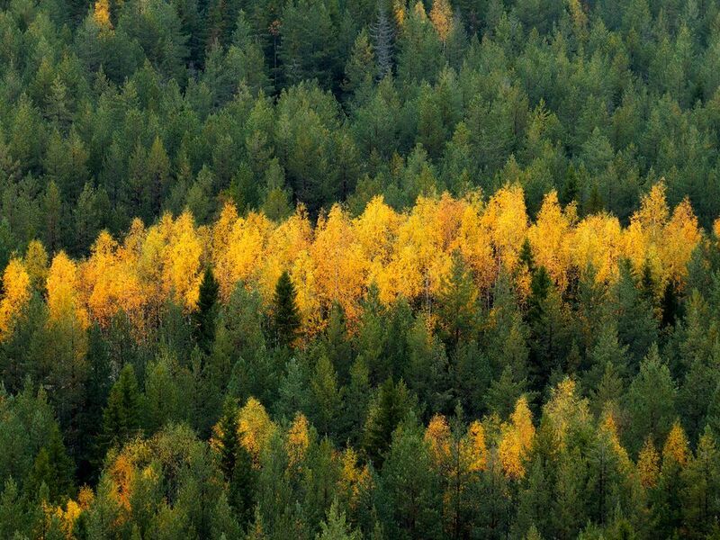 Валаам Валаамские фактуры фото превью