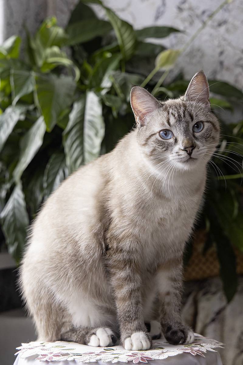 котик, портрет, животные, домашние животные, питомцы, Приходько Ирина