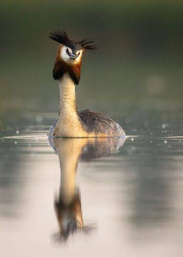 Great crested grebe