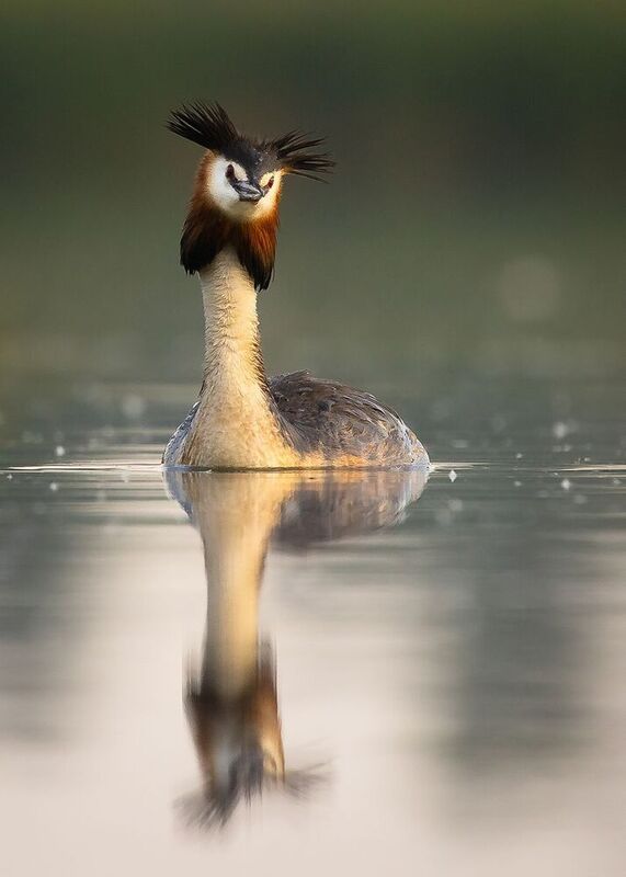 Great crested grebe фото превью