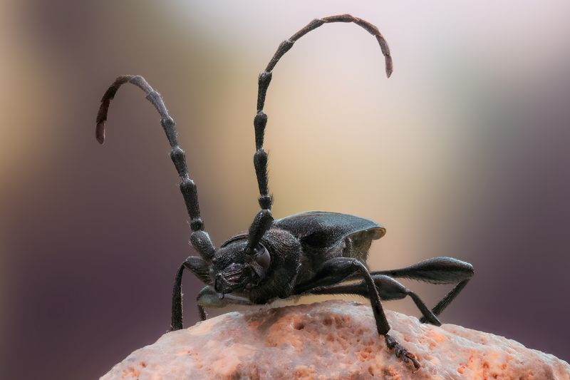 Усач фото превью