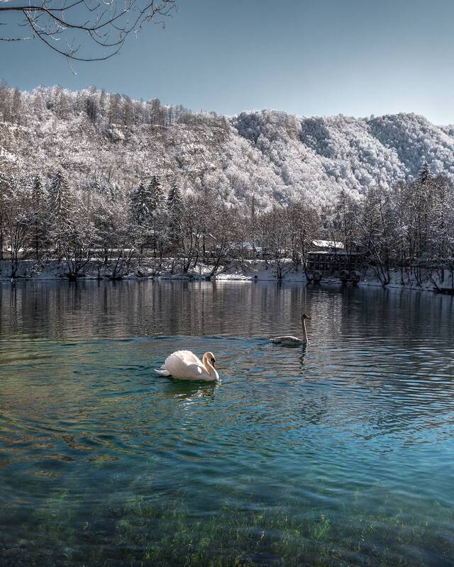 кавказ, кабардино-балкария, кбр, голубые озера, горное озеро, лебеди, зима в горах Белый лебедь на Голубом озере фото превью