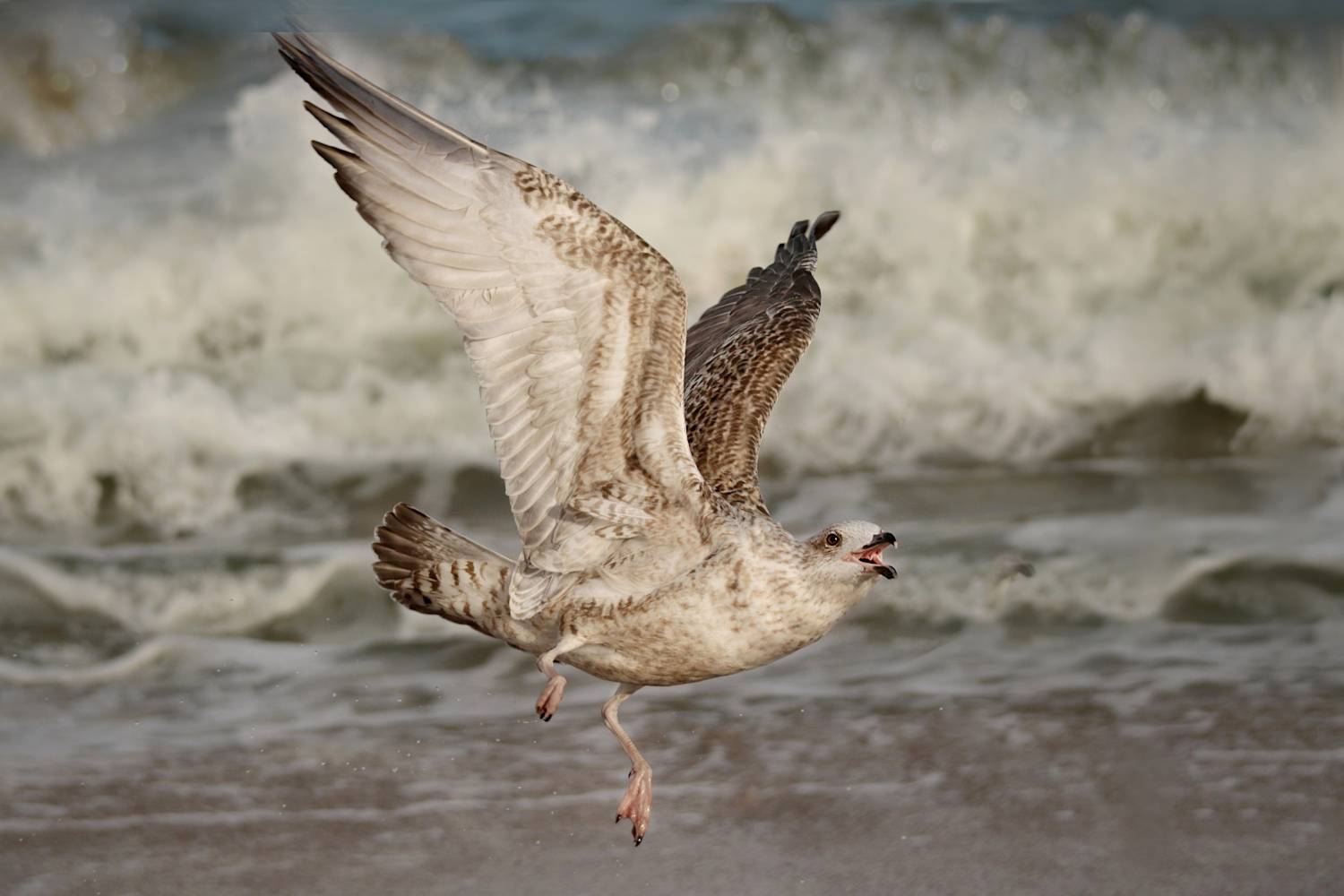 птицы, чайка, полет, море, Шруб (Беляева) Татьяна
