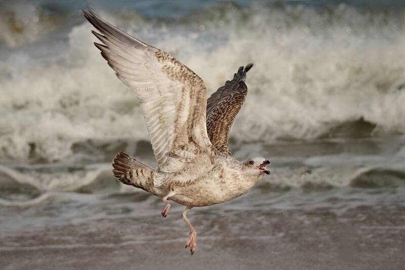 птицы, чайка, полет, море Чайка фото превью