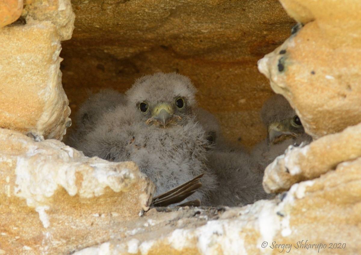 , Сергей Шкарупо