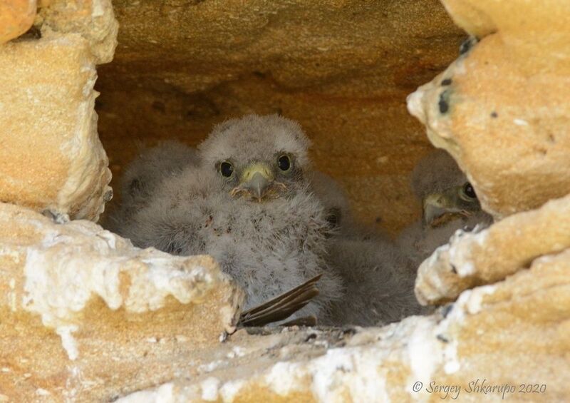 Малыш пустельги фото превью