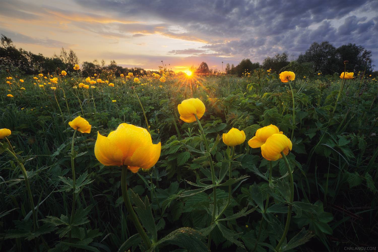 цветы, купальница, луг, солнце, лето, закат, Иван Чаланов