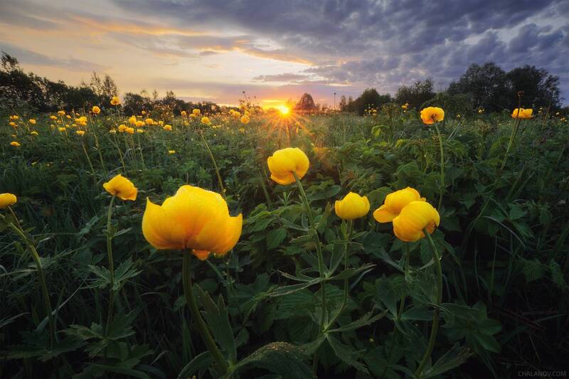 цветы, купальница, луг, солнце, лето, закат Луга с купальницей фото превью