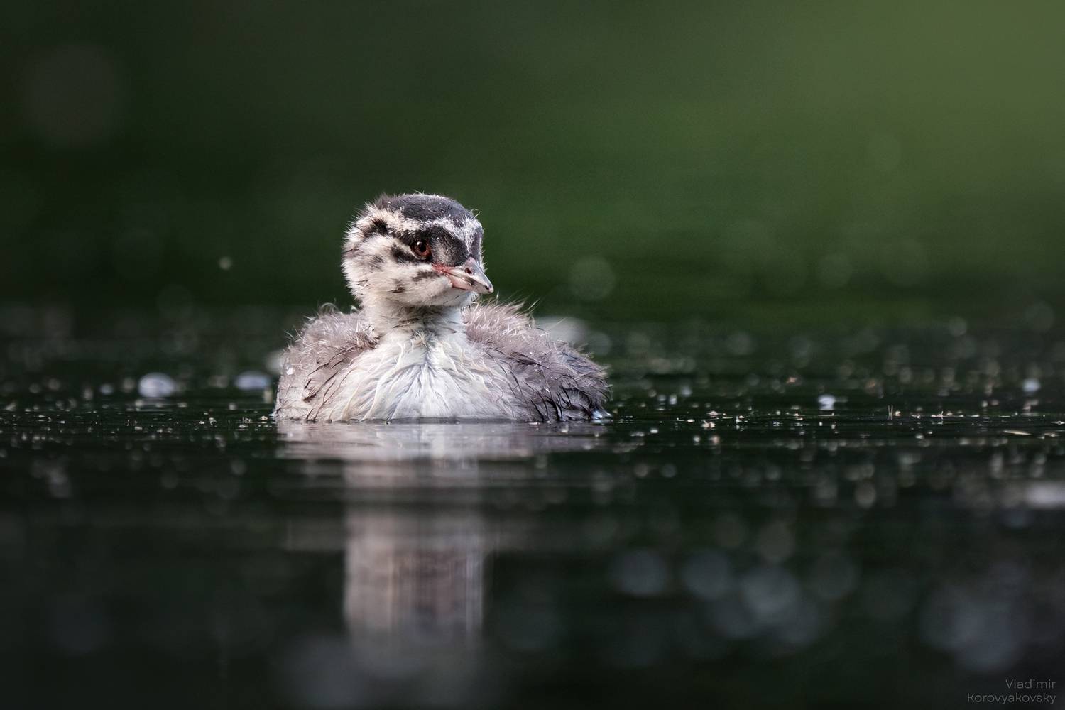 поганки, Vladimir Korovyakovsky