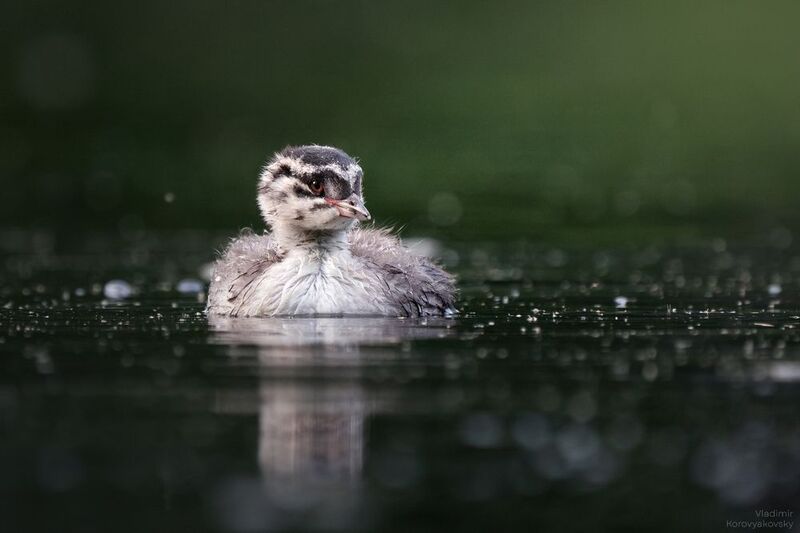 поганки Красношейная поганка фото превью