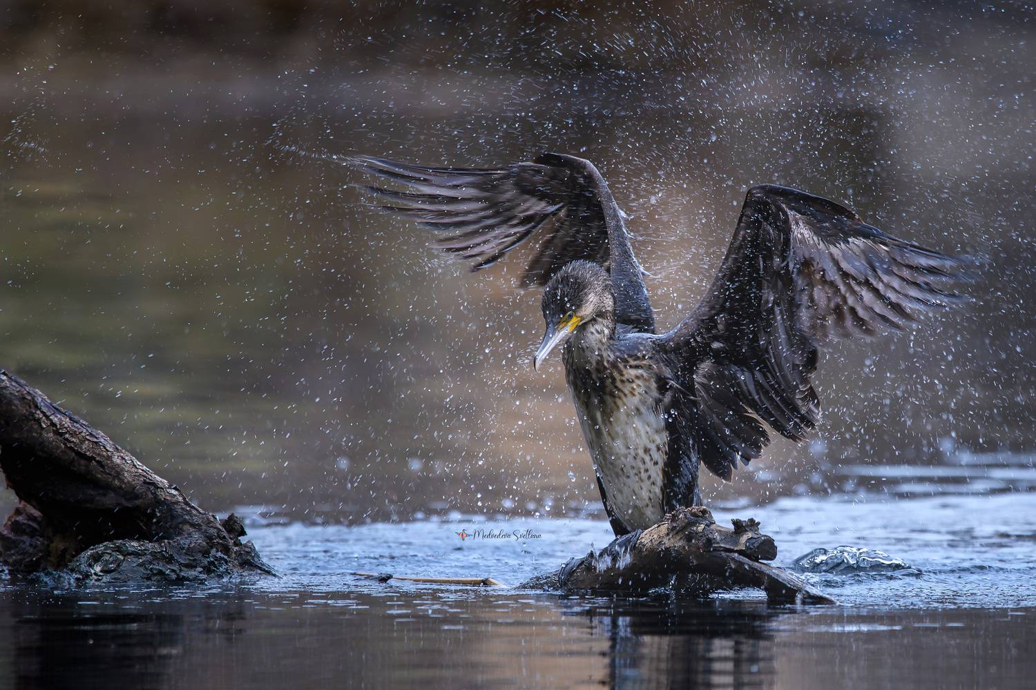 фотоохота, птица, баклан, большой баклан, Медведева Светлана