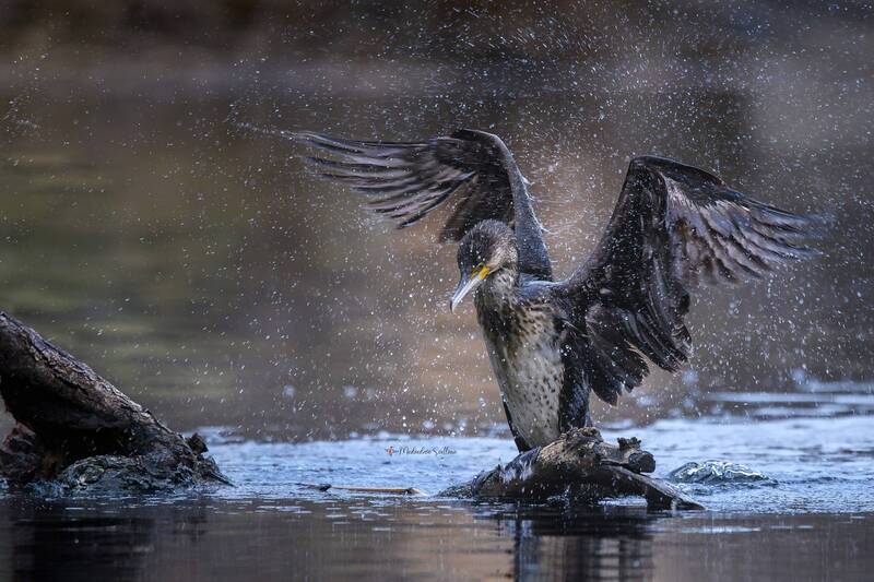 фотоохота, птица, баклан, большой баклан Баклан в динамике. фото превью