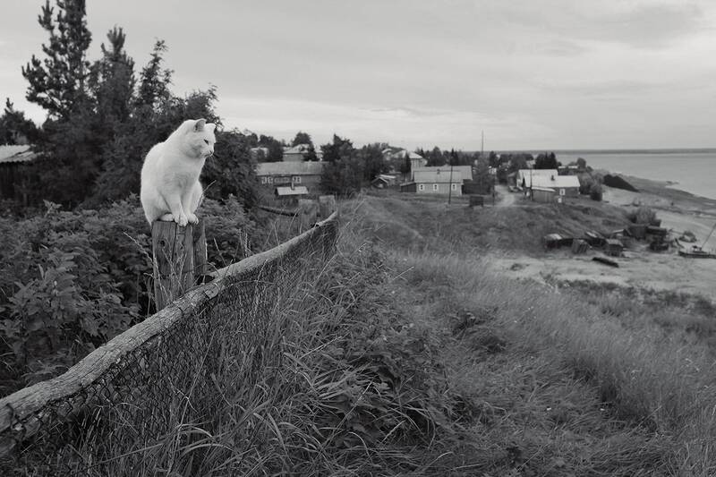 Белая ночь. фото превью