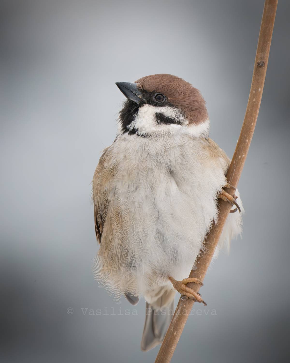 Полевой воробей, Птица, Пушкарева Василиса