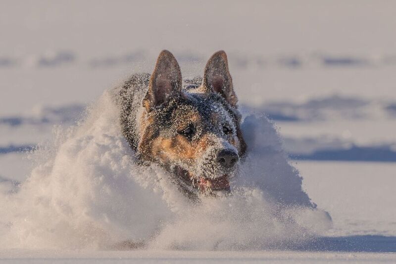 И пёс собою снег взрывая... фото превью