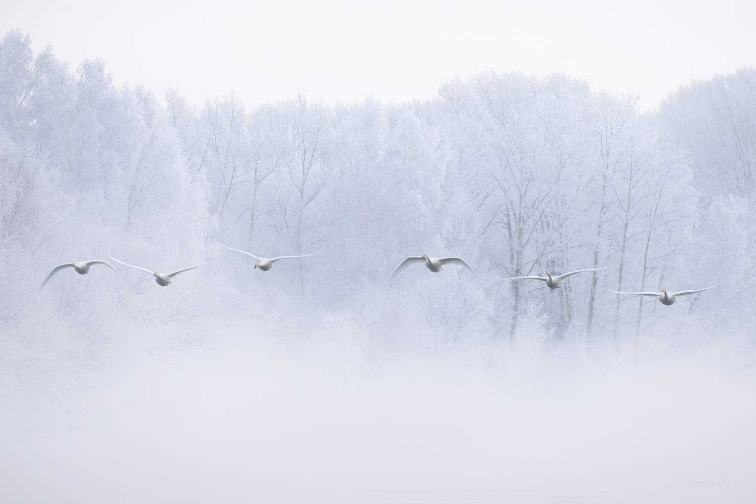 лебеди, лебедь-кликун, алтайский край, озеро светлое, озеро лебединое, зима, Александра Тараскина